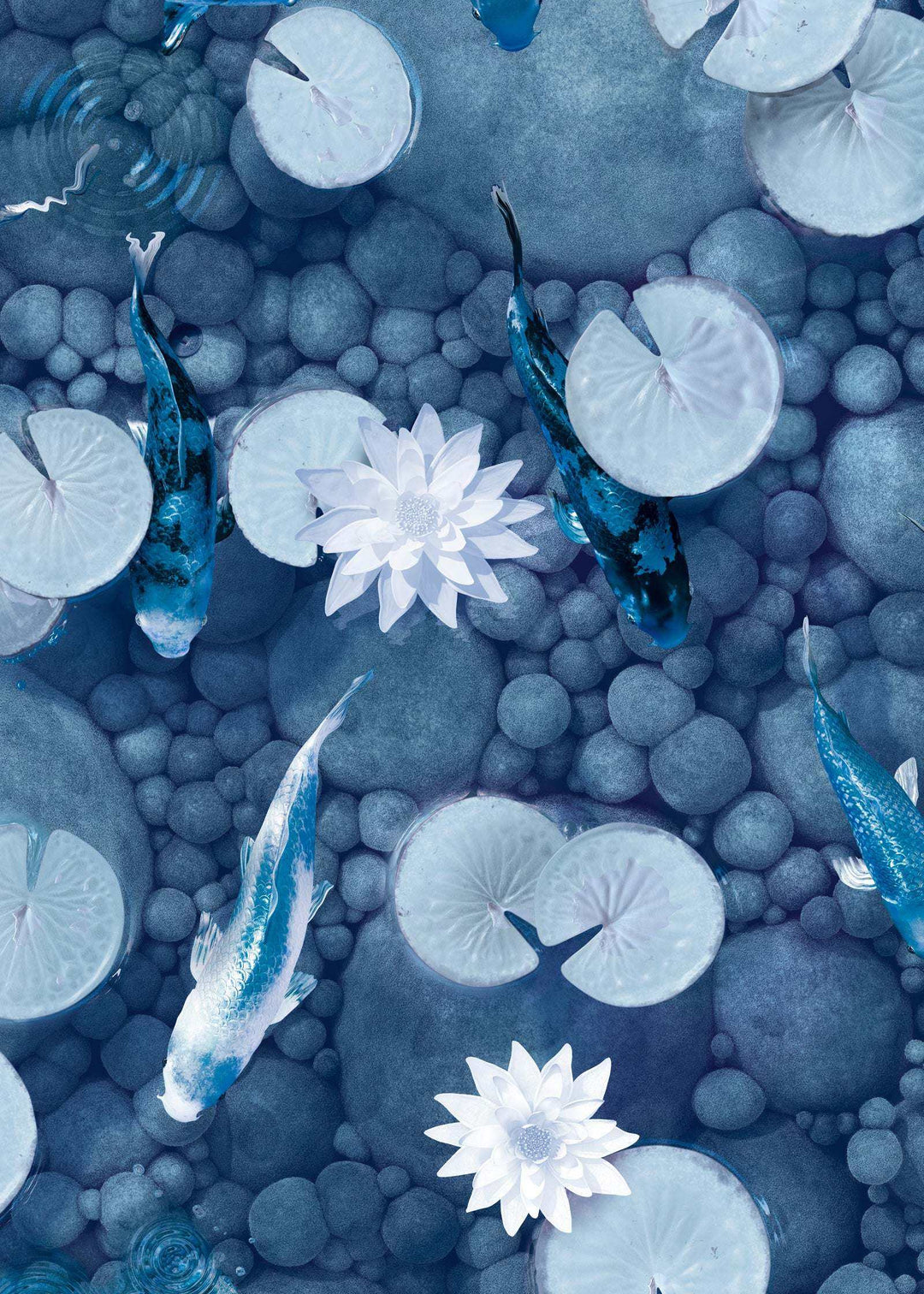 Koi Carp Fish Wallpaper : "Make a Wish" in Petrol colourway