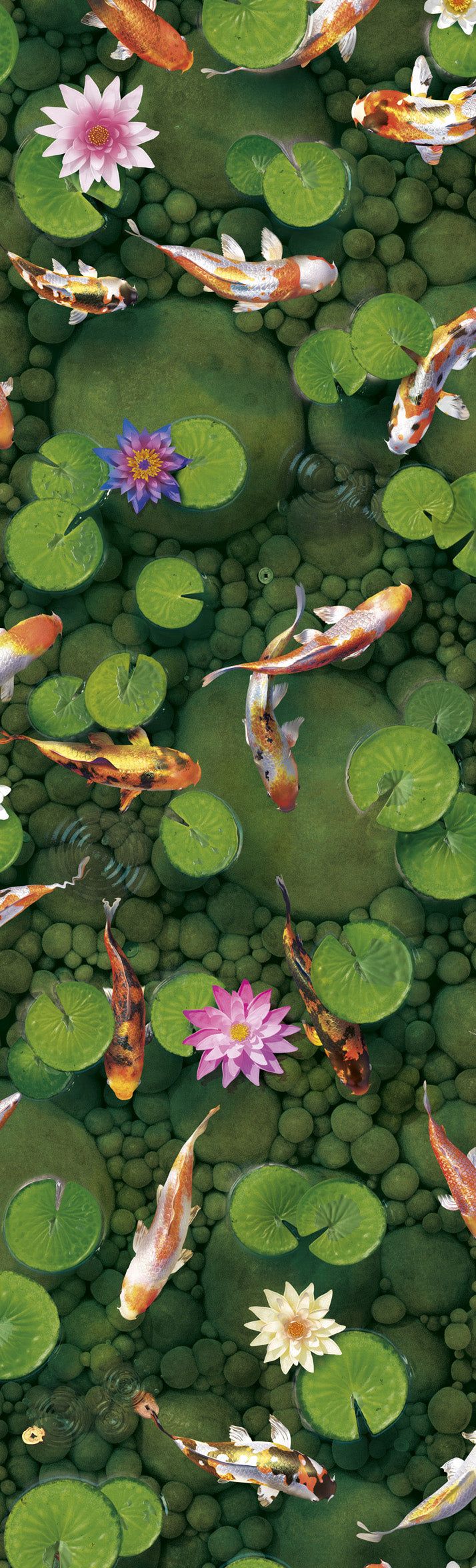 Koi Carp Fish Wallpaper : Make a Wish : Moss