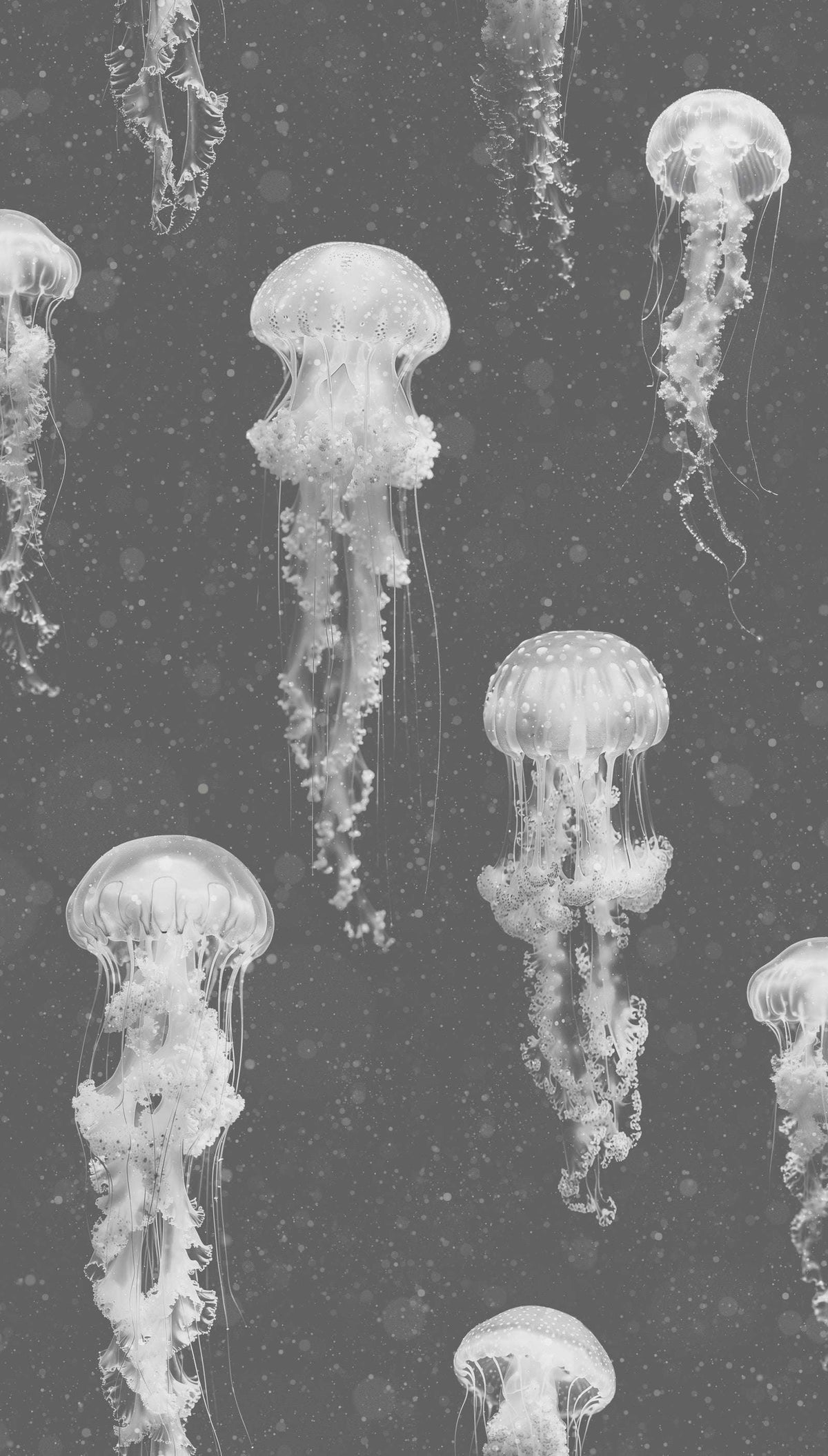 Luxury Jellyfish Wallpaper : Kurage