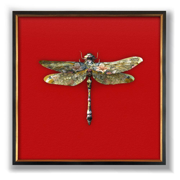 78cm Anisoptera Botanicus in Carmine