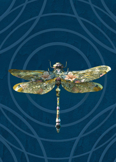 Dragonfly wallpaper