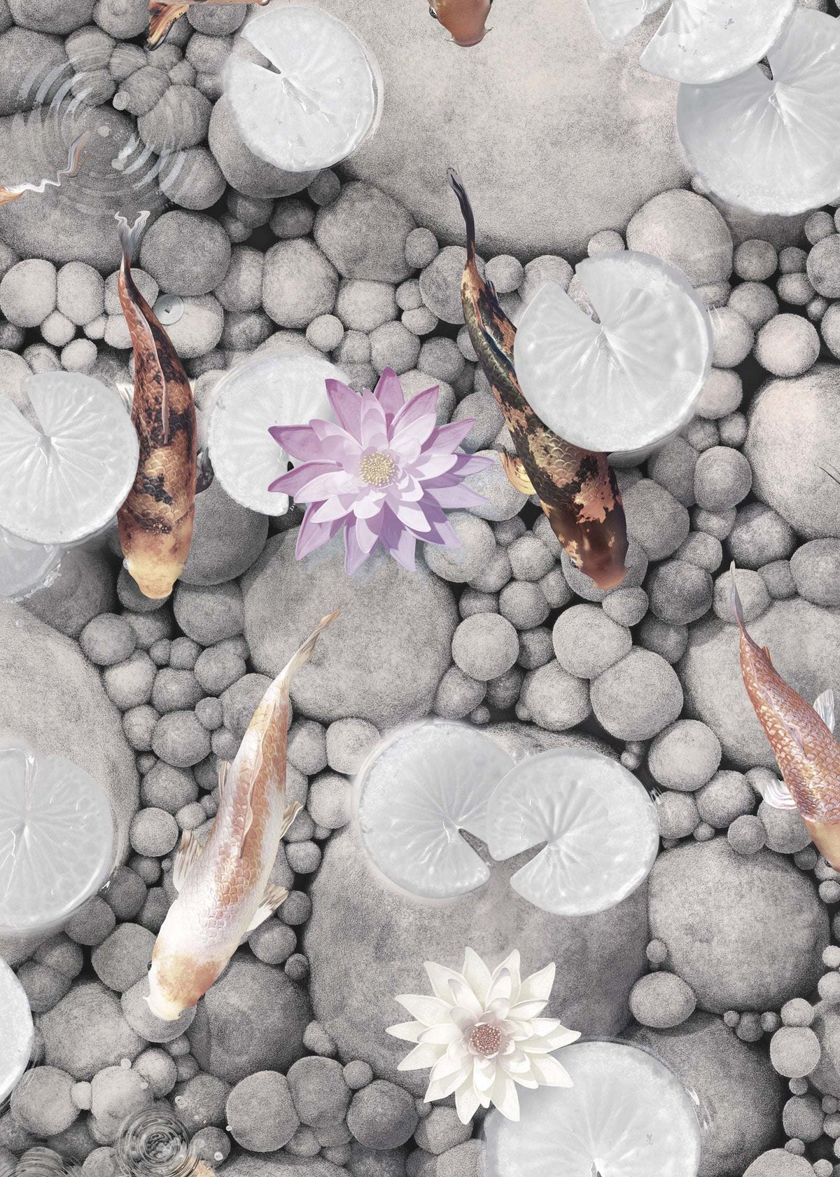 Koi Carp Fish Wallpaper : Make a Wish