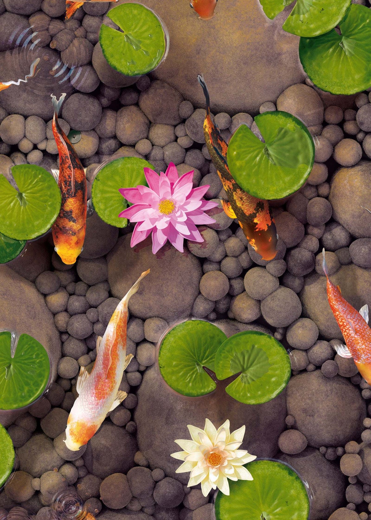 Koi Carp Fish Wallpaper : Make a Wish