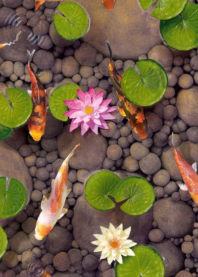 Koi Carp wallpaper Make a Wish in Natural colourway