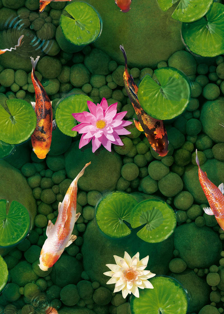 Koi Carp Fish Wallpaper