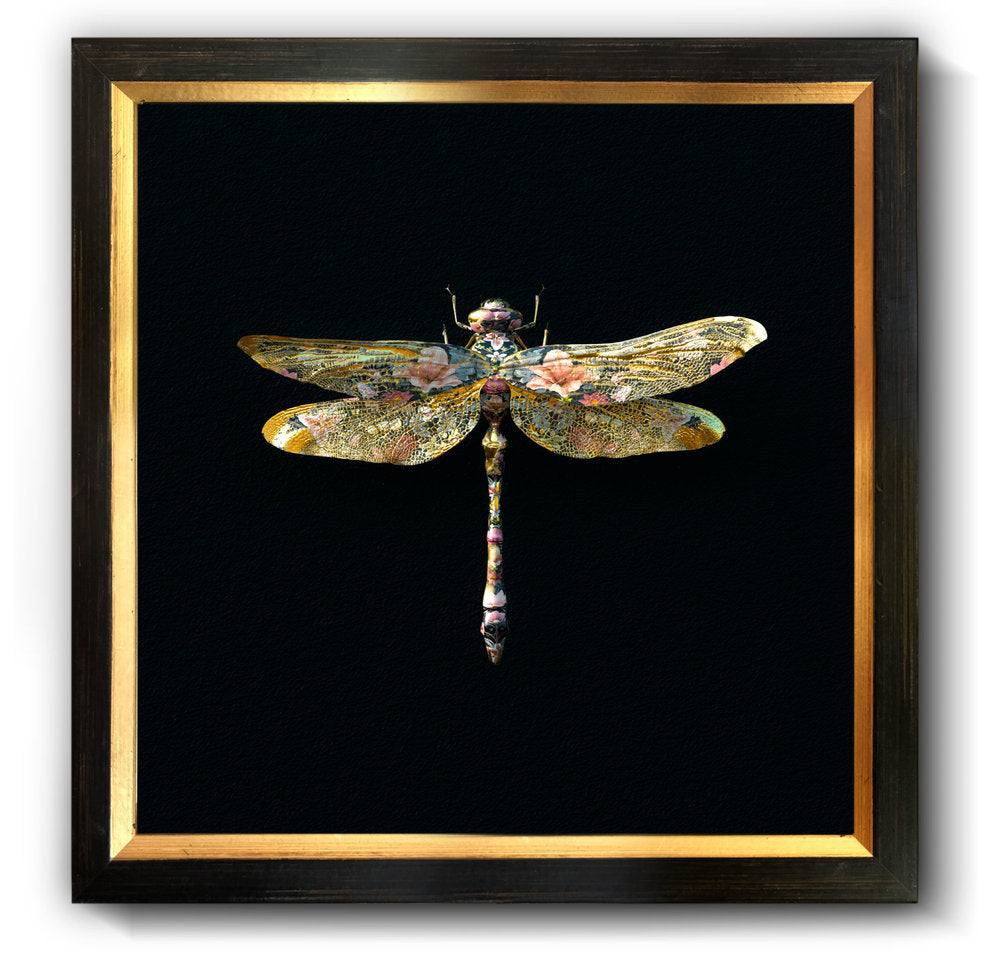 Anisoptera Botanicus Noir